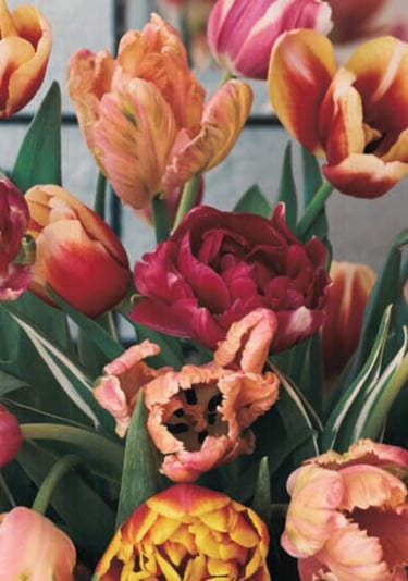 Large bouquet of fresh cut variegated tulips