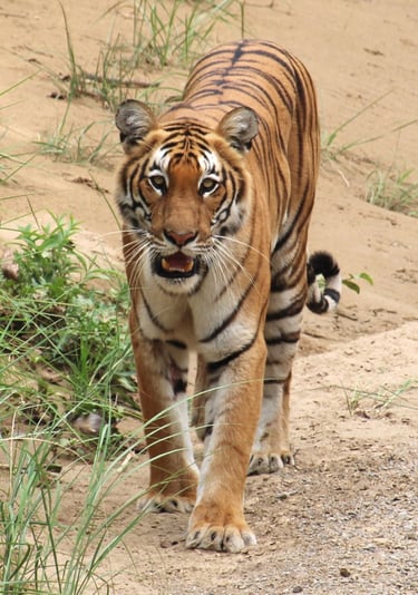 tiger walking