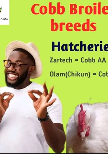 Cobb 500 breed image