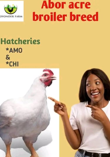 Amo and Chi Broiler Breed image