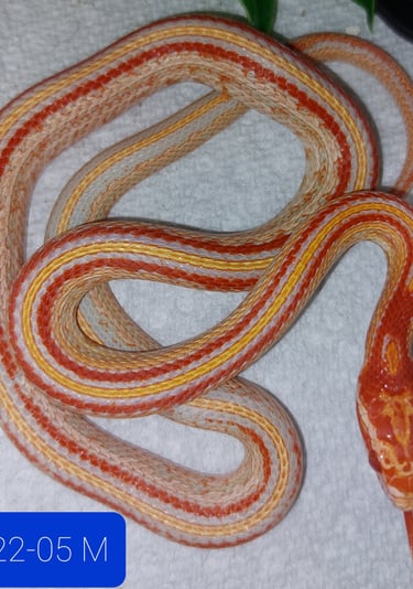 extreme reverse okeetee tessera 