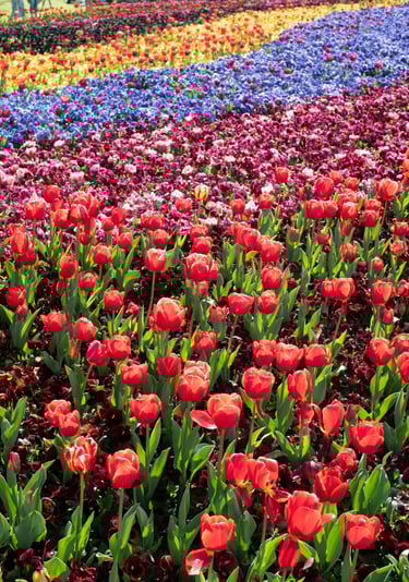 tulips-joshua tours - kashmir trip