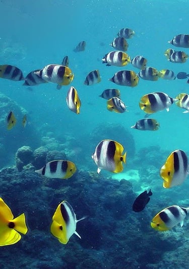 lakshadweep-island-beach side-joshua tours-scuba diving