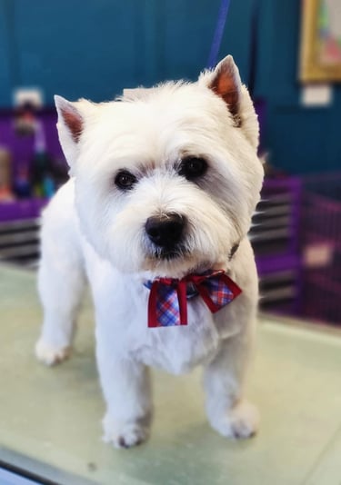 Westie groom