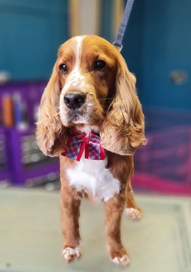 Spaniel groom
