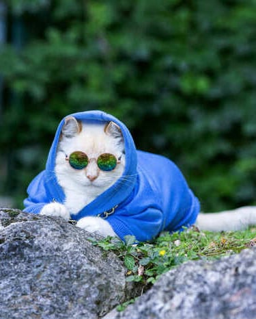 gato con lentes y chamarra azul