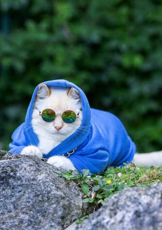 Gato blanco con sudadera azul y gafas de sol redondas reflectantes al aire libre.