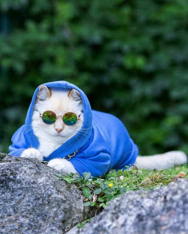 Un gato blanco con una sudadera azul con capucha y gafas de sol redondas está sentado 