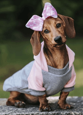 A brown dachshund puppy wearing a pink and grey hoodie with a large patterned bow on its head.