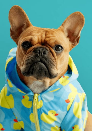 Perrito con chamarra de patitos