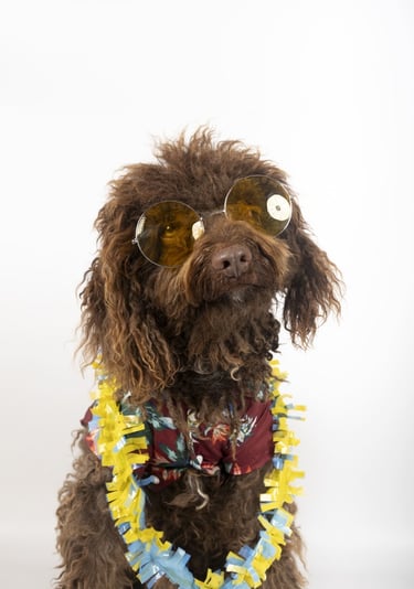 Un labradoodle marrón con gafas de sol amarillas, una camisa hawaiana floral y un collar de fiesta f