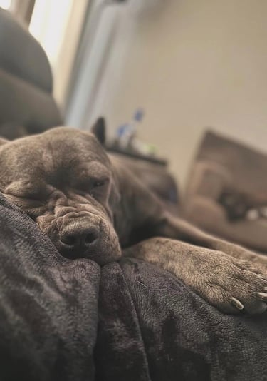 Cane Corso Club - National Breeder and Rescue Directory