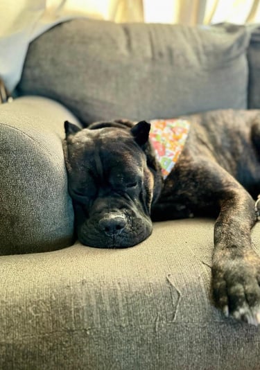 Cane Corso Club - National Breeder and Rescue Directory