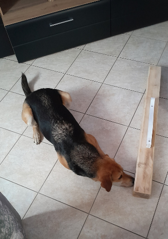 Nasenarbeit Kloster Lehnin, Borkheide, Treuenbrietzen, Beelitz, Brück, Michendorf, Werder