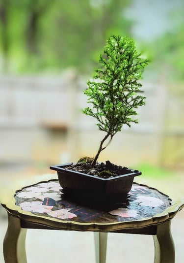 lemon cypress bonsai tree on table