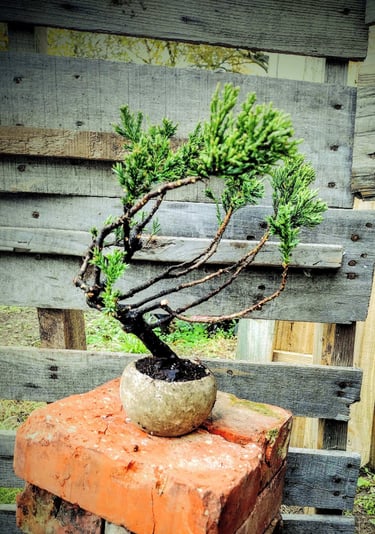 Juniperus procumbens nana