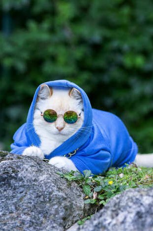 Gato con sudadera azul y kentes de sol sobre una roca.