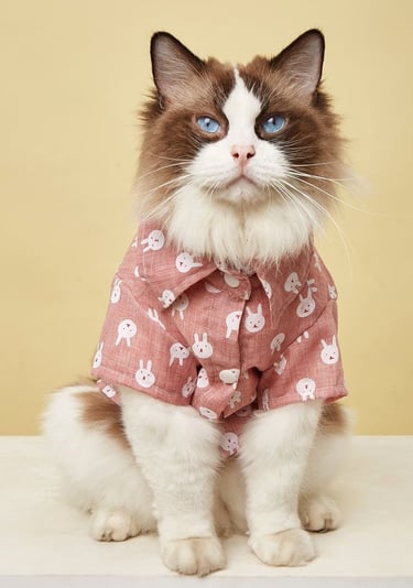 Un gato Ragdoll de pelo largo con ojos azules que lleva una camisa rosa con botones y estampado 