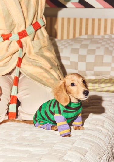 cachorro de perro salchicha de pelo largo que lleva un suéter de rayas y colores sentado en una cama