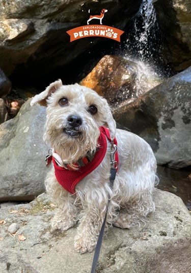 Un perrito pequeño y desaliñado con un arnés rojo está sentado sobre una roca frente a una cascada 