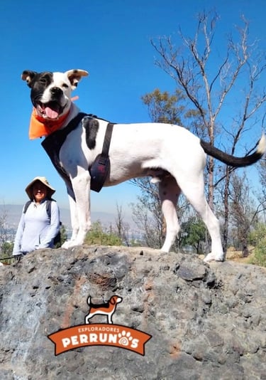 Un perro blanco y negro con arnés está de pie sobre una roca durante una excursión de montaña