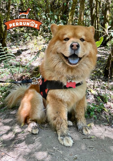 Un perro Chow Chow de pelaje esponjoso y color jengibre, con la lengua azul, que lleva un arnés