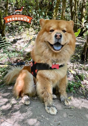 Un perro Chow Chow feliz, con pelaje esponjoso,  sentado en un sendero forestal