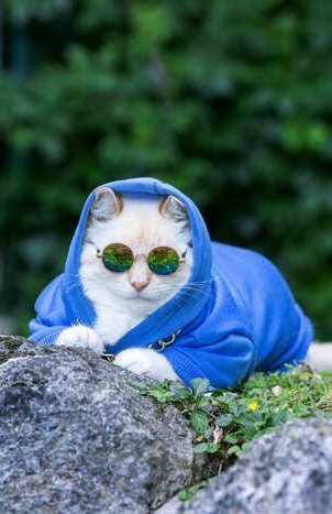 Gato blanco con sudadera azul y gafas de sol redondas, descansando al aire libre sobre una roca.