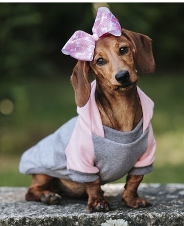 Un cachorro de perro salchicha marrón con una sudadera rosa y gris y un gran lazo rosa..