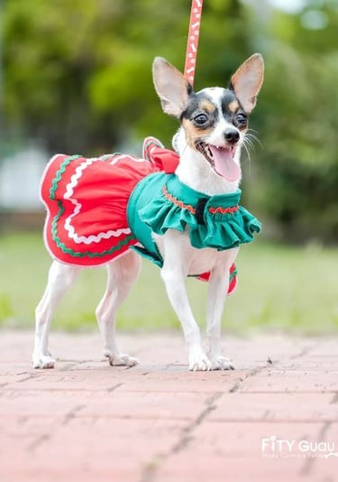 Un pequeño perro chihuahua con un vestido festivo rojo y verde de vacaciones, de pie al aire libre