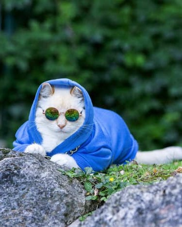 chamarra azul gato