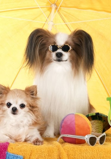perritos con lentes, sombrillas, pelotas en la playa