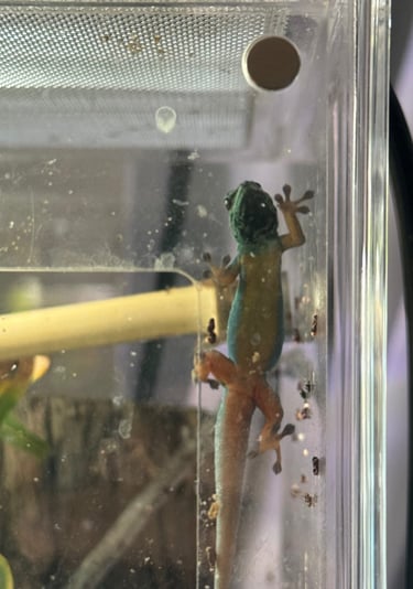 electric blue day gecko belly