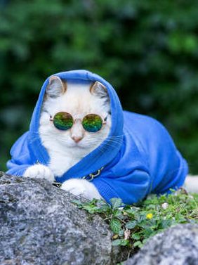 Un gato blanco con una sudadera azul con capucha y gafas de sol redondas sentado al aire libre.