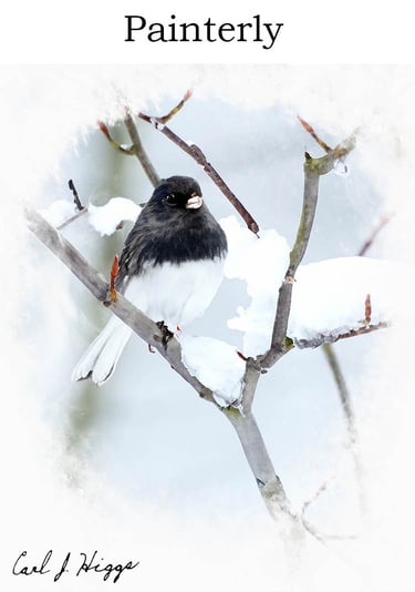 dark eyed junco
