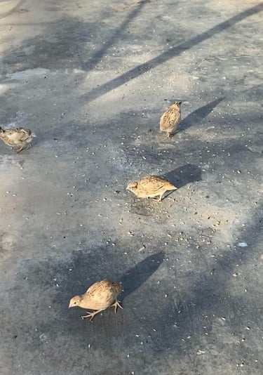 Délice d'Agrumes - quails in our greenhouses