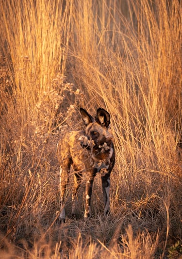 safari, lycaon dans la savane