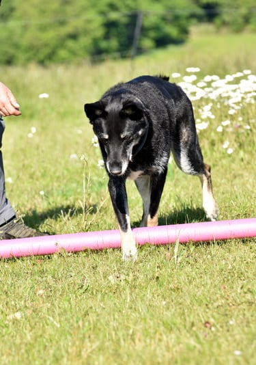 Ein schwarzer Seniorhund überquert während eines Agility-Trainings im Freien auf einer Wiese