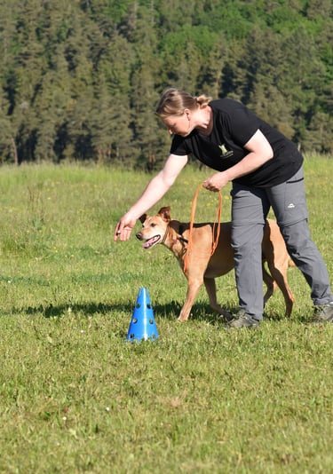 Hundetrainer trainiert einen hellbraunen Hund bei einer Agility-Übung auf einer Wiese.