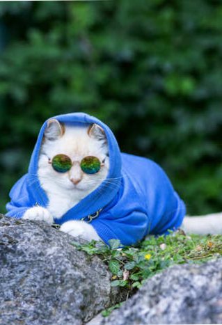 Un gato blanco y elegante, con una sudadera azul con capucha y gafas de sol, sentado sobre una roca