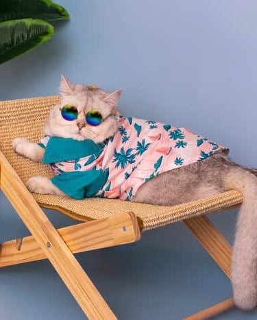 Un gato con estilo, que lleva gafas de sol y una camisa tropical, descansando en una silla de playa de madera en miniatura.