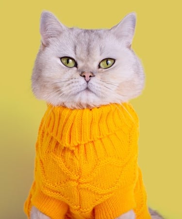 Un gato British Shorthair gris que lleva un cómodo suéter amarillo de punto sobre un fondo amarillo sólido.