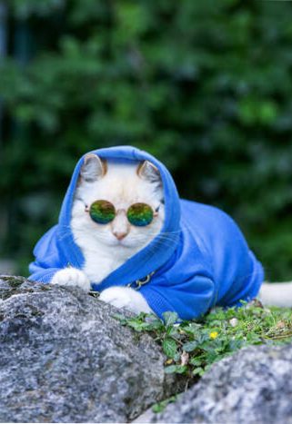 Un gato blanco con una sudadera con capucha azul y gafas de arcoíris relajándose al aire libre
