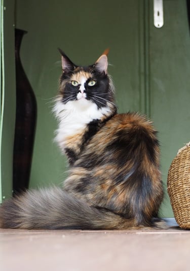 magnifique chatte maine coon polydactyle