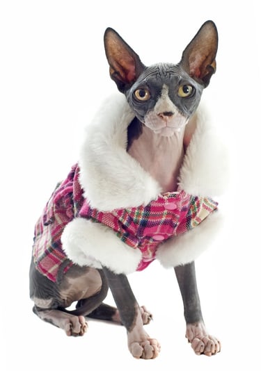 gato egipcio con chamarra