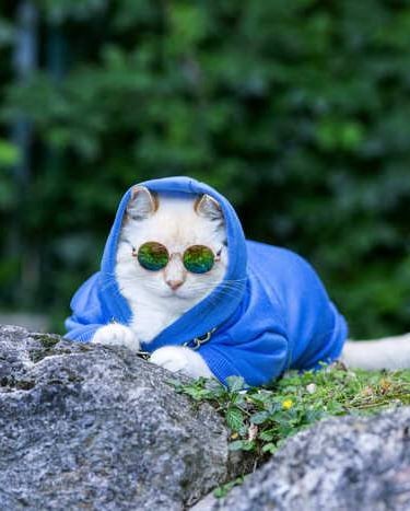 Un gato blanco y elegante con una sudadera azul y gafas de sol redondas reflectantes al aire libre.