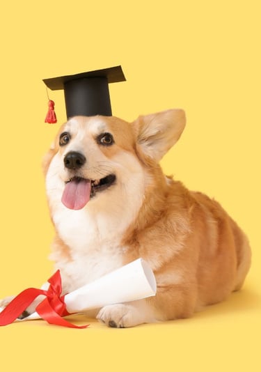 Un adorable Corgi galés de Pembroke con un birrete de graduación y un diploma sobre un fondo claro