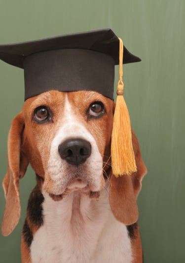 Un adorable perro Beagle con un birrete de graduación negro con borla dorada, frente a pizarron