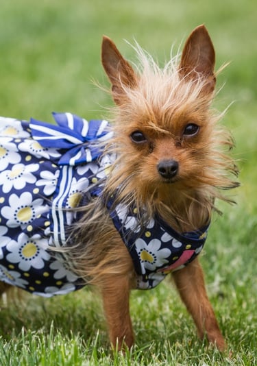 Un pequeño cachorro de terrier marrón con un vestido azul estampado de margaritas sobre pasto verde