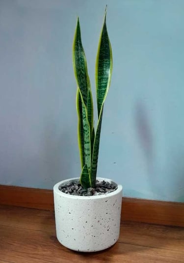 Maceta Betelgeuse hecha de Cemento y Marmolina.